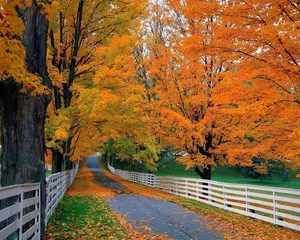 Vibrant Fall Foliage At Its Peak Wallpaper