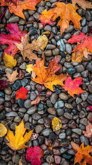 Vibrant Fall Foliage In A Serene Forest Wallpaper