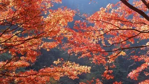 Vibrant Fall Foliage In The Forest Wallpaper