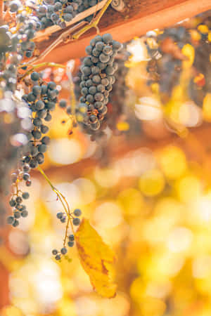 Vibrant Fall Harvest Display Wallpaper