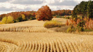 Vibrant Fall Harvest With Orange Pumpkins And Country Landscape Wallpaper