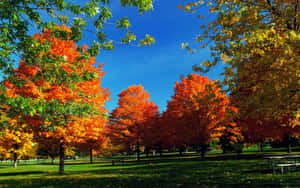 Vibrant Fall Trees Covering A Serene Landscape Wallpaper