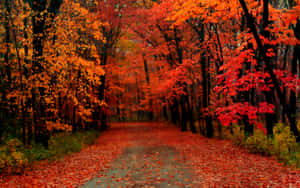 Vibrant Fall Trees In A Serene Forest Wallpaper