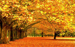 Vibrant Fall Trees In Full Display Wallpaper