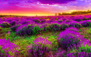 Vibrant Field Of Lavender Blooms Wallpaper