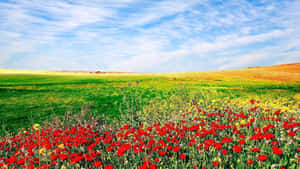 Vibrant Fieldof Red Poppies Wallpaper