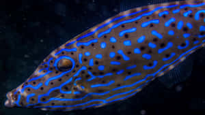 Vibrant Filefish Underwater Wallpaper