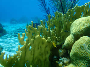 Vibrant Fire Coral Reef Underwater Wallpaper