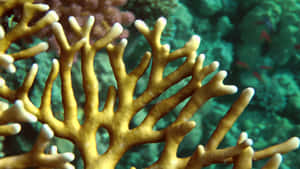 Vibrant Fire Coral Underwater Wallpaper