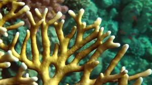 Vibrant Fire Coral Underwater Wallpaper