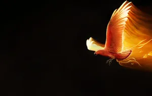 Vibrant Fire Winged Bird Soaring Through The Night Sky Wallpaper