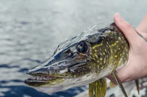 Vibrant Fish Scale Pattern Wallpaper