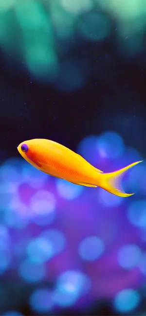 Vibrant Fish Wallpaper Iphone 16 Plus Wallpaper