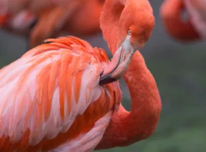 Vibrant Flamingo Portrait Wallpaper
