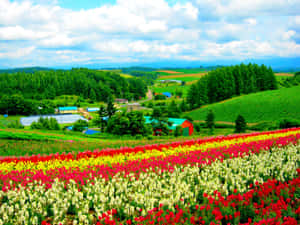 Vibrant_ Flower_ Blooms_ Hillside.jpg Wallpaper