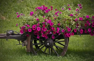 Vibrant Flower Cart Displaying A Colorful Assortment Of Fresh Blooms Wallpaper