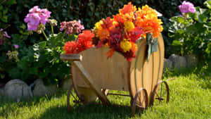 Vibrant Flower Cart With Colorful Blooms Wallpaper