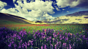 Vibrant_ Flower_ Meadow_ Mountain_ View.jpg Wallpaper