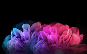 Vibrant Flowers Against Black Background Wallpaper