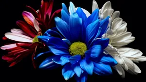 Vibrant Flowers Against Dark Background.jpg Wallpaper