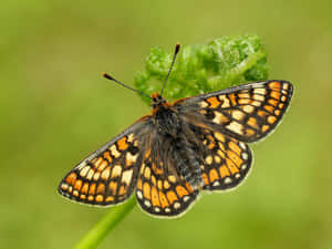 Vibrant_ Fritillary_ Butterfly_ Perched Wallpaper