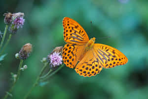 Vibrant Fritillary Butterflyon Flower.jpg Wallpaper