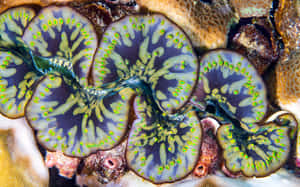 Vibrant Giant Clam Closeup.jpg Wallpaper