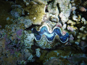 Vibrant_ Giant_ Clam_on_ Reef Wallpaper