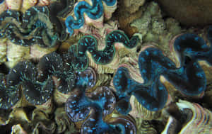 Vibrant Giant Clams Underwater Wallpaper
