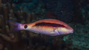 Vibrant Goatfish Underwater Wallpaper