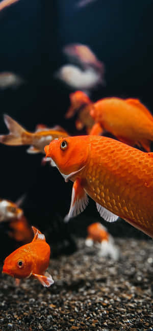 Vibrant_ Goldfish_ School_ Aquarium.jpg Wallpaper