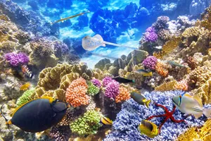 Vibrant_ Great_ Barrier_ Reef_ Underwater_ Scene Wallpaper