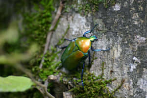 Vibrant Green Beetleon Tree Bark.jpg Wallpaper