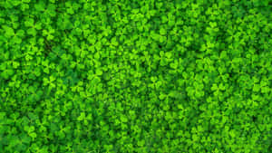 Vibrant Green Clover Field Wallpaper