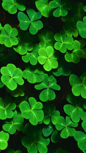 Vibrant Green Clover Patch St Patricks Day.jpg Wallpaper