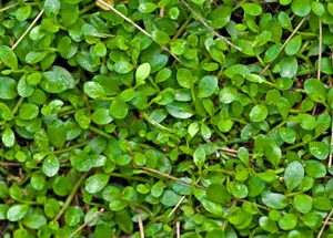 Vibrant Green Clover Texture Wallpaper
