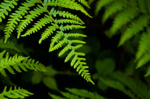 Vibrant Green Fern Leaves Wallpaper