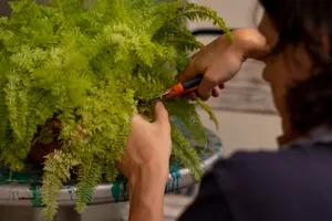 Vibrant Green Fern Wallpaper Wallpaper