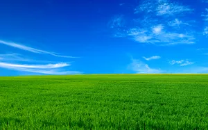 Vibrant_ Green_ Field_ Under_ Blue_ Sky Wallpaper
