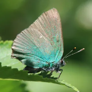 Vibrant_ Green_ Hairstreak_ Butterfly Wallpaper