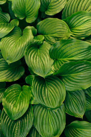 Vibrant_ Green_ Hostas_ Texture Wallpaper