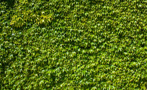 Vibrant_ Green_ Ivy_ Wall_ Texture Wallpaper