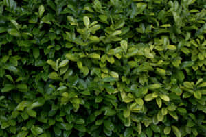 Vibrant_ Green_ Leaf_ Texture Wallpaper