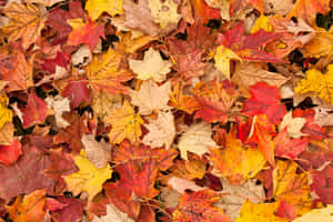 Vibrant Green Leaf Under The Sunlight Wallpaper