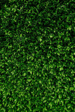 Vibrant_ Green_ Leafy_ Texture Wallpaper