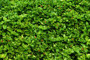 Vibrant Green Leaves Texturewith Red Berries Wallpaper