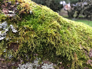 Vibrant Green Moss On A Forest Landscape Wallpaper