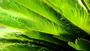 Vibrant Green Palm Leaves Wallpaper