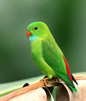 Vibrant_ Green_ Parrot_ Portrait Wallpaper