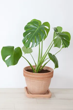 Vibrant Green Plant Basking In Sunlight Wallpaper